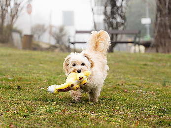 Hund spielt mit Spielzeug auf der Wiese
